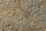 Pennsylvanian, Fossil Microbial Mat - Oklahoma #155987-1